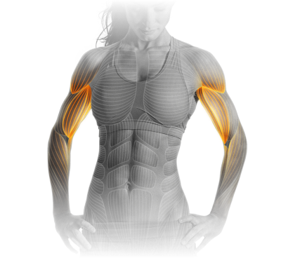 M15_Bicep_curl.png